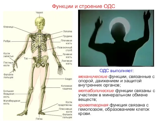 ОДС выполняет: механические функции, связанные с опорой, движением и защитой внутренних органов;