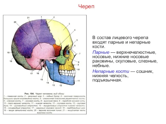 В состав лицевого черепа входят парные и непарные кости. Парные — верхнечелюстные,