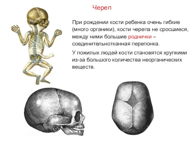 При рождении кости ребенка очень гибкие (много органики), кости черепа не сросшиеся,