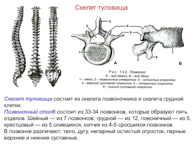 Скелет туловища состоит из скелета позвоночника и скелета грудной клетки. Позвоночный столб