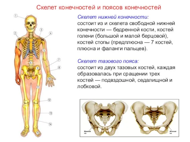 Скелет нижней конечности: состоит из и скелета свободной нижней конечности — бедренной