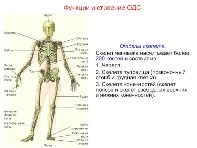 Отделы скелета. Скелет человека насчитывает более 200 костей и состоит из: 1.