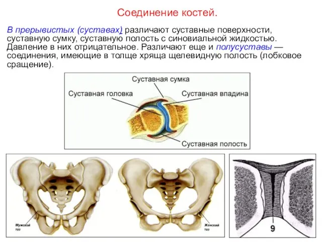 В прерывистых (суставах) различают суставные поверхности, суставную сумку, суставную полость с синовиальной