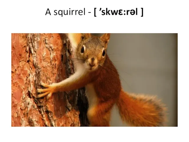 A squirrel - [ ’skwε:rəl ]