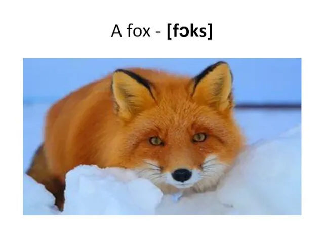 A fox - [fɔks]