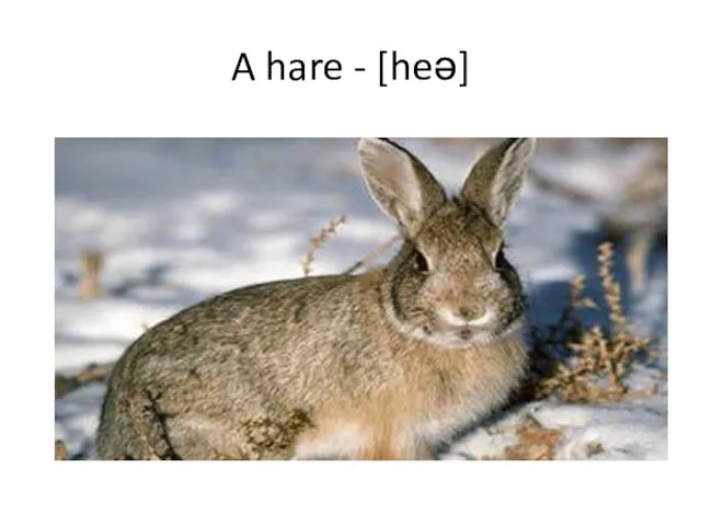 A hare - [heə]