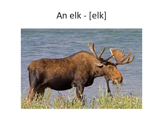 An elk - [elk]