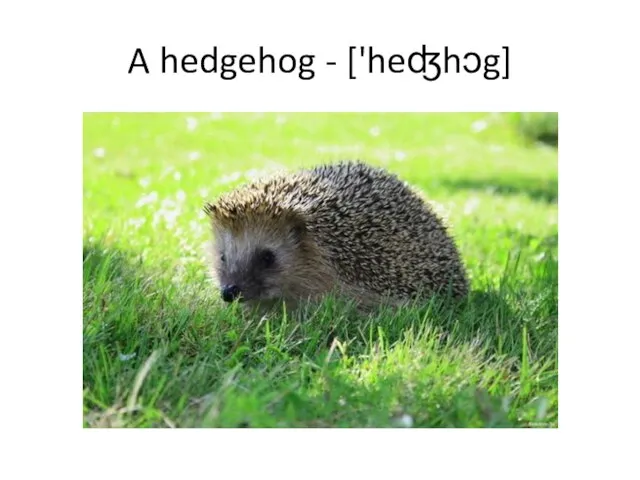 A hedgehog - ['heʤhɔg]