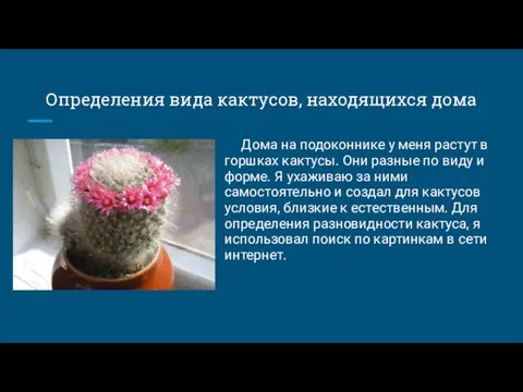 Определения вида кактусов, находящихся дома Дома на подоконнике у меня растут в