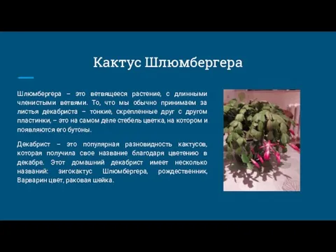 Кактус Шлюмбергера Шлюмбергера – это ветвящееся растение, с длинными членистыми ветвями. То,