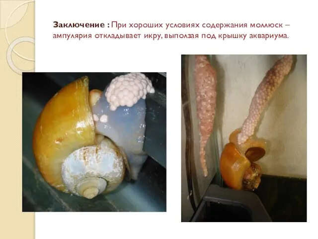 Заключение : При хороших условиях содержания моллюск – ампулярия откладывает икру, выползая под крышку аквариума.