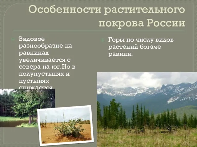 Особенности растительного покрова России Видовое разнообразие на равнинах увеличивается с севера на