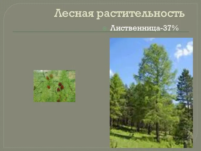 Лесная растительность Лиственница-37%