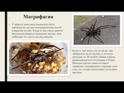 Матрифагия У чёрного ткача вида Amaurobius ferox наблюдается весьма нелицеприятный способ появления