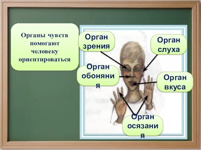 Органы чувств помогают человеку ориентироваться Орган осязания Орган обоняния Орган слуха Орган вкуса Орган зрения