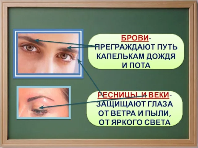 БРОВИ- ПРЕГРАЖДАЮТ ПУТЬ КАПЕЛЬКАМ ДОЖДЯ И ПОТА РЕСНИЦЫ И ВЕКИ- ЗАЩИЩАЮТ ГЛАЗА