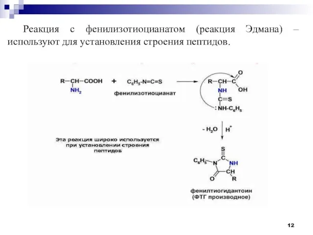 Реакция с фенилизотиоцианатом (реакция Эдмана) – используют для установления строения пептидов.