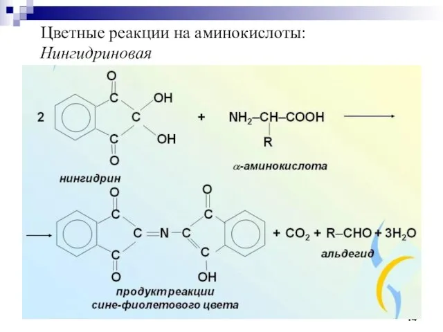 Цветные реакции на аминокислоты: Нингидриновая