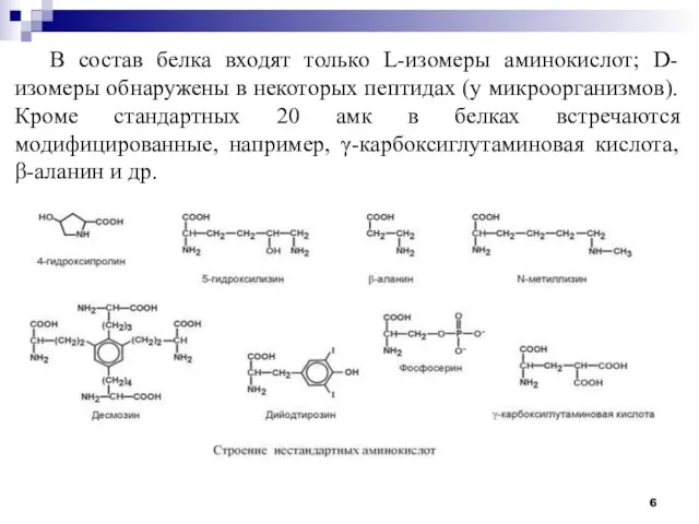 В состав белка входят только L-изомеры аминокислот; D-изомеры обнаружены в некоторых пептидах