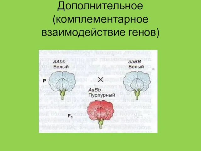 Дополнительное (комплементарное взаимодействие генов)