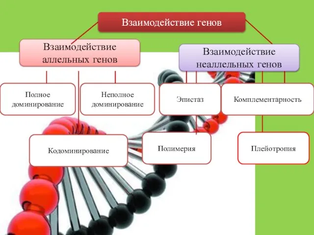 Взаимодействие генов Взаимодействие аллельных генов Взаимодействие неаллельных генов Полное доминирование Неполное доминирование