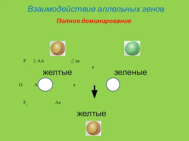 Взаимодействие аллельных генов P ♀ AA ♂ aa желтые зеленые G A