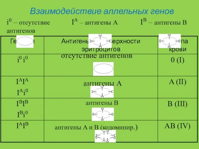 IA – антигены A IB – антигены B i0 – отсутствие антигенов Взаимодействие аллельных генов