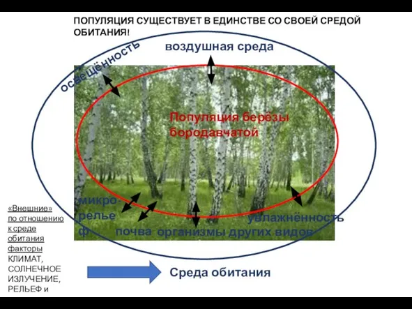 ПОПУЛЯЦИЯ СУЩЕСТВУЕТ В ЕДИНСТВЕ СО СВОЕЙ СРЕДОЙ ОБИТАНИЯ! Популяция берёзы бородавчатой Среда