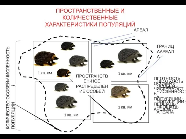 ПРОСТРАНСТВЕННЫЕ И КОЛИЧЕСТВЕННЫЕ ХАРАКТЕРИСТИКИ ПОПУЛЯЦИЙ 1 кв. км 1 кв. км 1