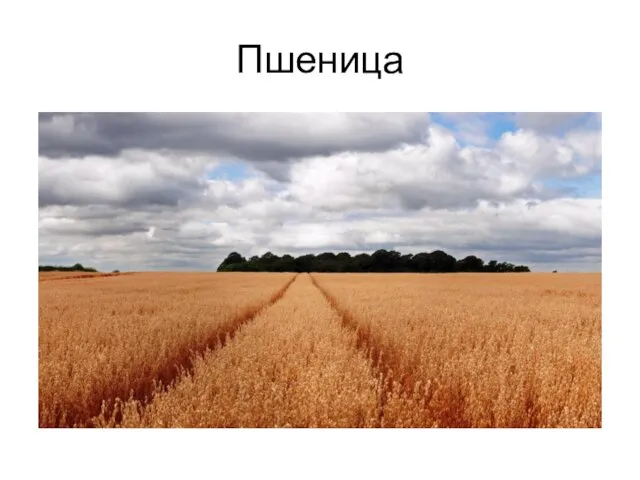 Пшеница