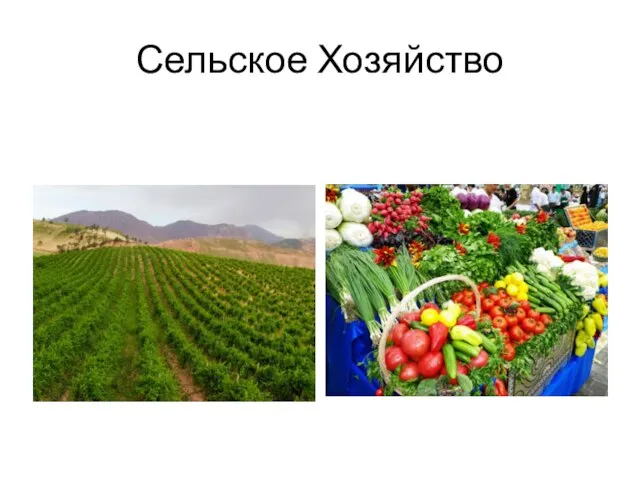 Сельское Хозяйство