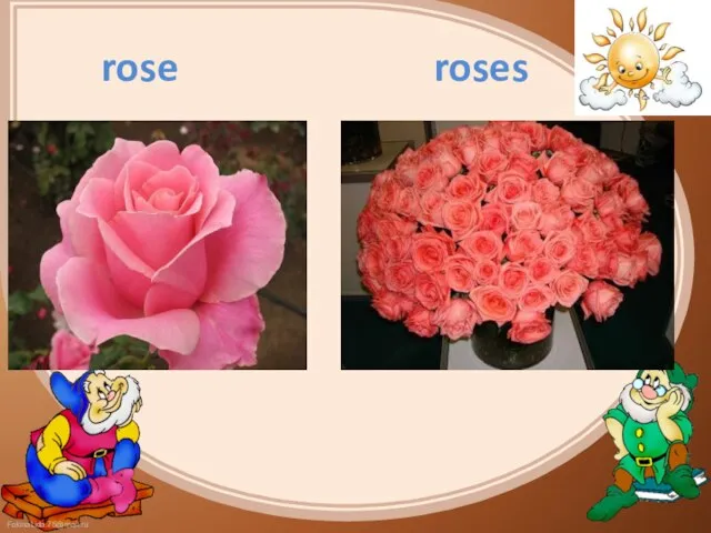 rose roses