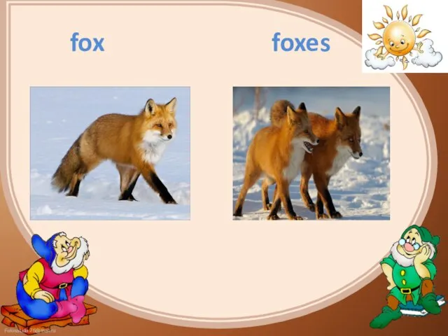 fox foxes