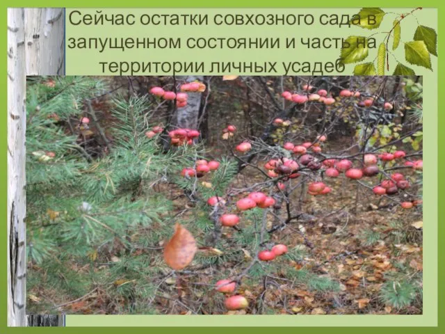 Сейчас остатки совхозного сада в запущенном состоянии и часть на территории личных усадеб