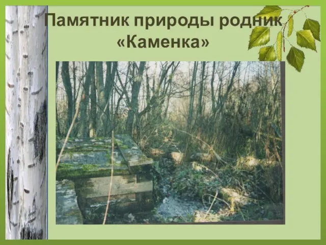 Памятник природы родник «Каменка»