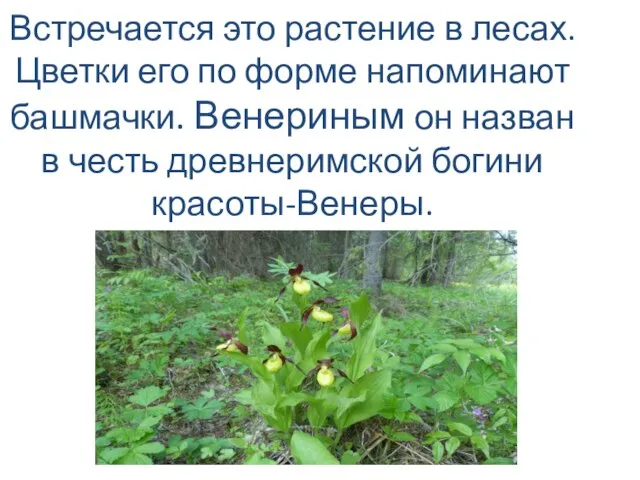 Встречается это растение в лесах. Цветки его по форме напоминают башмачки. Венериным