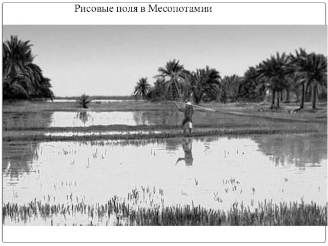 Рисовые поля в Месопотамии