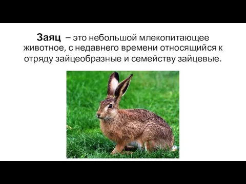 Заяц – это небольшой млекопитающее животное, с недавнего времени относящийся к отряду зайцеобразные и семейству зайцевые.