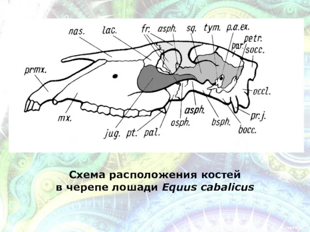 Схема расположения костей в черепе лошади Equus cabalicus