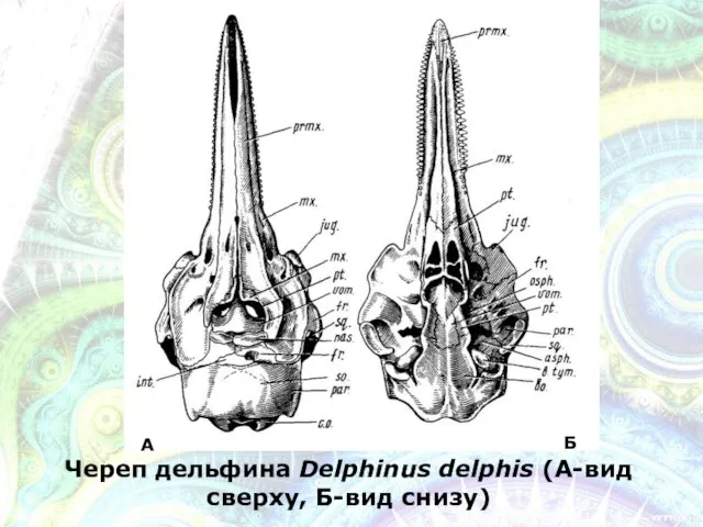 Череп дельфина Delphinus delphis (А-вид сверху, Б-вид снизу) А Б