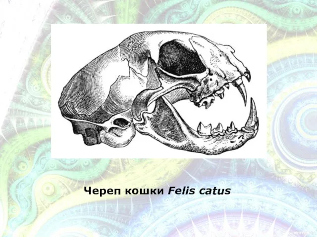 Череп кошки Felis catus