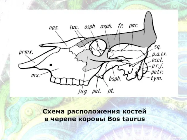 Схема расположения костей в черепе коровы Bos taurus