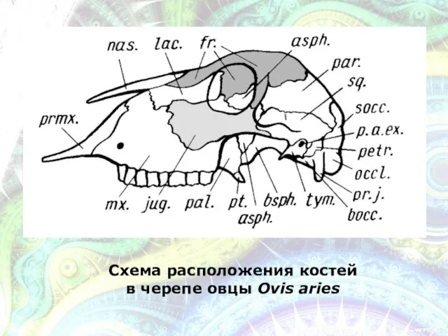 Схема расположения костей в черепе овцы Ovis aries