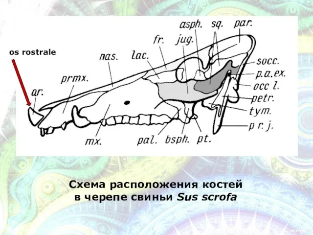 Схема расположения костей в черепе свиньи Sus scrofa os rostrale