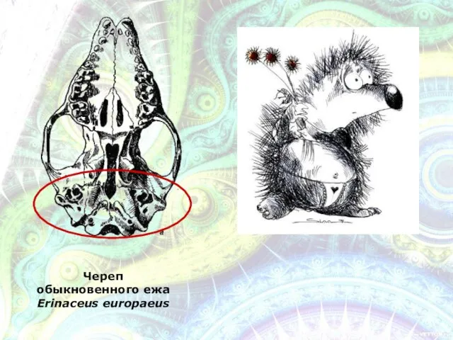 Череп обыкновенного ежа Erinaceus europaeus