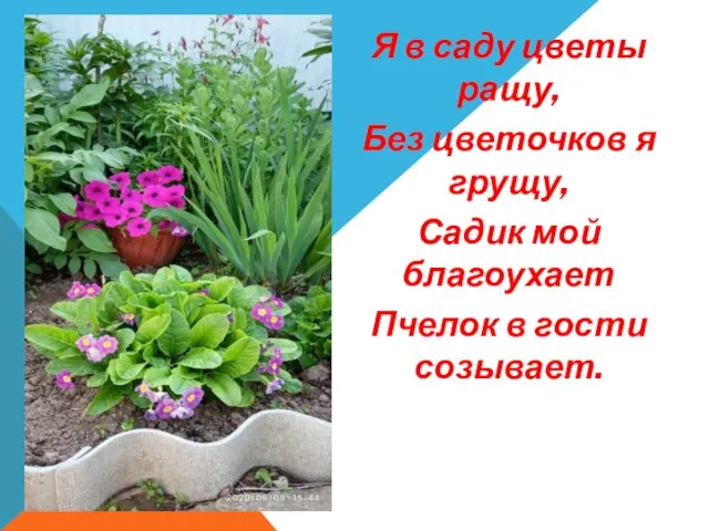 Я в саду цветы ращу, Без цветочков я грущу, Садик мой благоухает Пчелок в гости созывает.