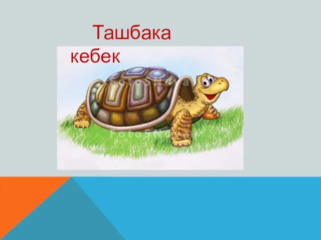 Ташбака кебек