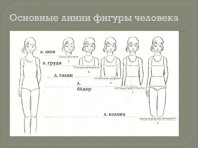 Основные линии фигуры человека л. шеи л. груди л. талии л. бёдер л. колена