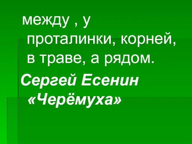 между , у проталинки, корней, в траве, а рядом. Сергей Есенин «Черёмуха»