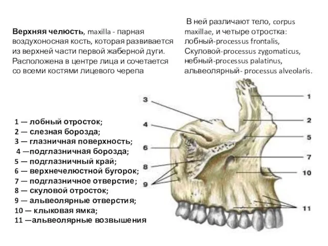 Верхняя челюсть, maxilla - парная воздухоносная кость, которая развивается из верхней части
